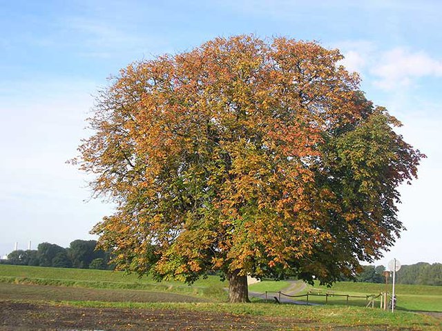 Ein Baum mit eigener Postanschrift.