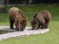 Tierpark Dessau