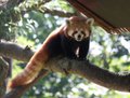 Roter Panda im Zoo Magdeburg