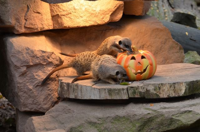 Halloween im Zoo Magdeburg