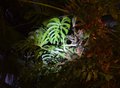 Monstera im Taschenlampenlicht-(c)-Ludwig Martins.jpg